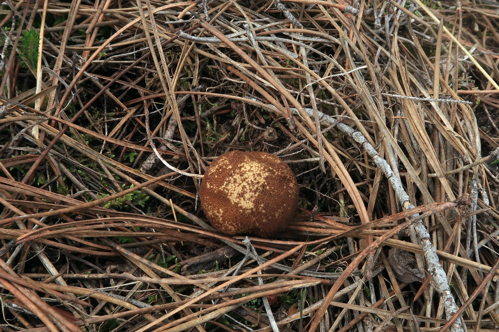 Lycoperdon nigrescens - 1 - IMG_8034